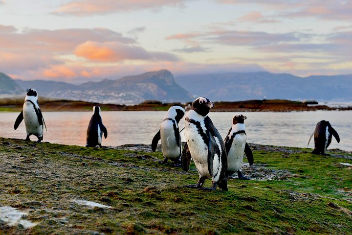 Tour panoramico di mezza giornata della penisola del Capo, dei pinguini di Boulders Beach, del Capo di Buona Speranza e di Chapman's Peak Drive da Città del Capo, foto 23 | wizardtrip