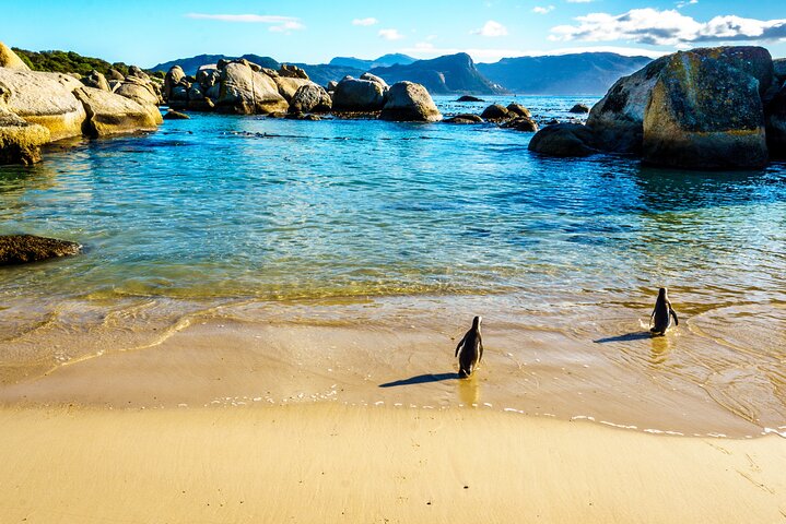 Tour panoramico di mezza giornata della penisola del Capo, dei pinguini di Boulders Beach, del Capo di Buona Speranza e di Chapman's Peak Drive da Città del Capo, foto 24 | wizardtrip