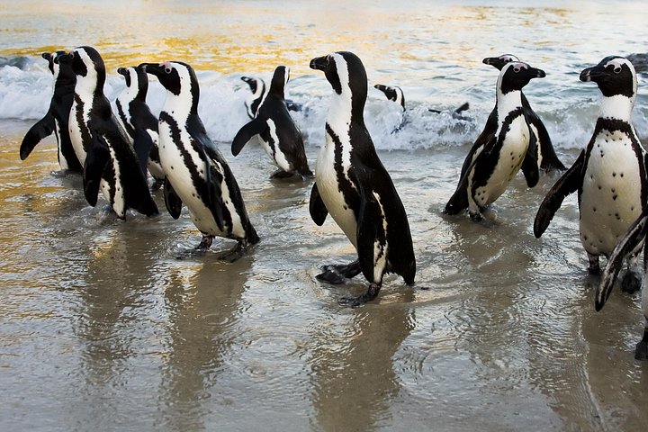 Un tour panoramico dei luoghi iconici di Città del Capo, tra cui Table Mountain, Cape Point e i pinguini, foto 11 | wizardtrip