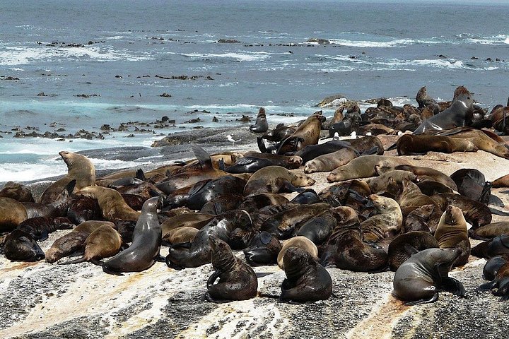 Un tour panoramico dei luoghi iconici di Città del Capo, tra cui Table Mountain, Cape Point e i pinguini, foto 19 | wizardtrip