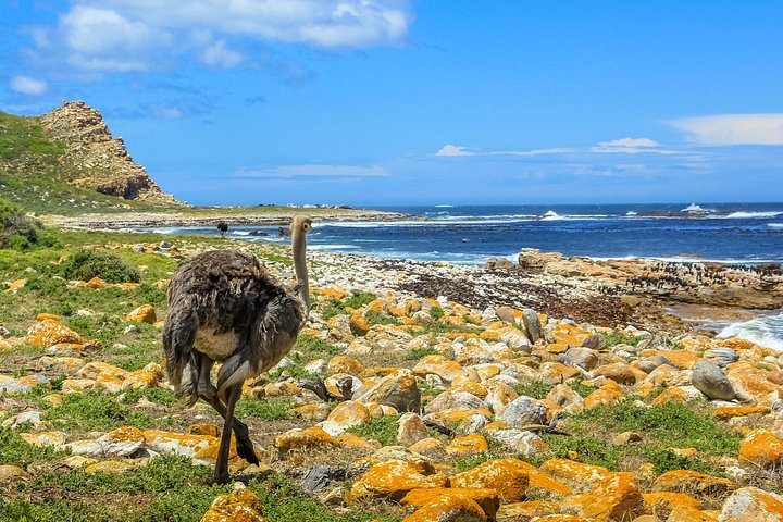 Un tour panoramico dei luoghi iconici di Città del Capo, tra cui Table Mountain, Cape Point e i pinguini, foto 21 | wizardtrip