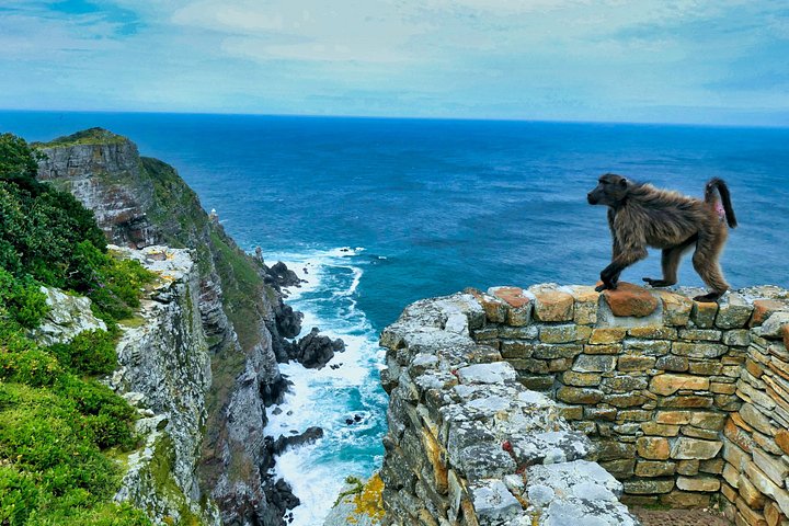 Un tour panoramico dei luoghi iconici di Città del Capo, tra cui Table Mountain, Cape Point e i pinguini, foto 28 | wizardtrip