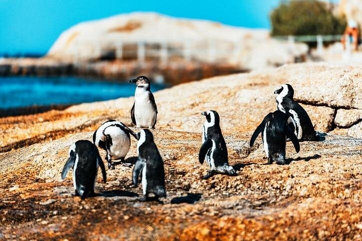 Un tour panoramico dei luoghi iconici di Città del Capo, tra cui Table Mountain, Cape Point e i pinguini, foto 50 | wizardtrip