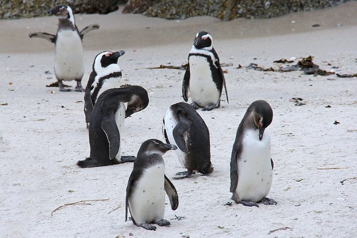 Privat tur til Cape Towns Table Mountain, pingvinene ved Boulders Beach og Cape Point, foto 9 | wizardtrip