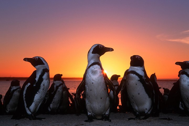 Liten gruppe luksustur til Cape of Good Hope, Boulders Beach pingviner og Bo-Kaap i Cape Town, foto 22 | wizardtrip