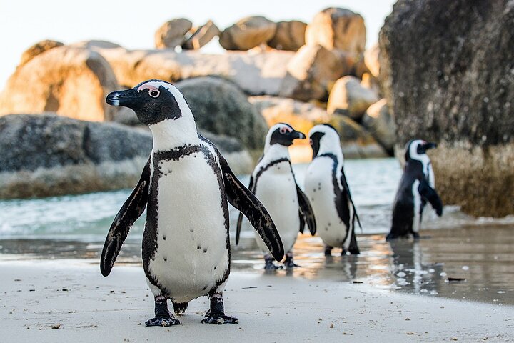 Liten gruppe luksustur til Cape of Good Hope, Boulders Beach pingviner og Bo-Kaap i Cape Town, foto 27 | wizardtrip