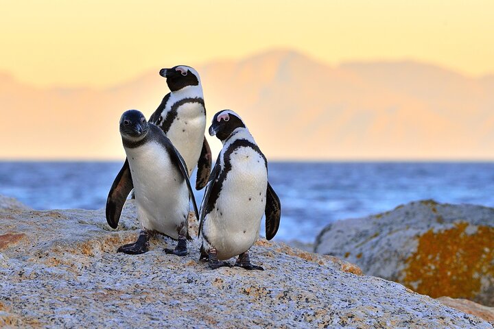 Liten gruppe luksustur til Cape of Good Hope, Boulders Beach pingviner og Bo-Kaap i Cape Town, foto 30 | wizardtrip