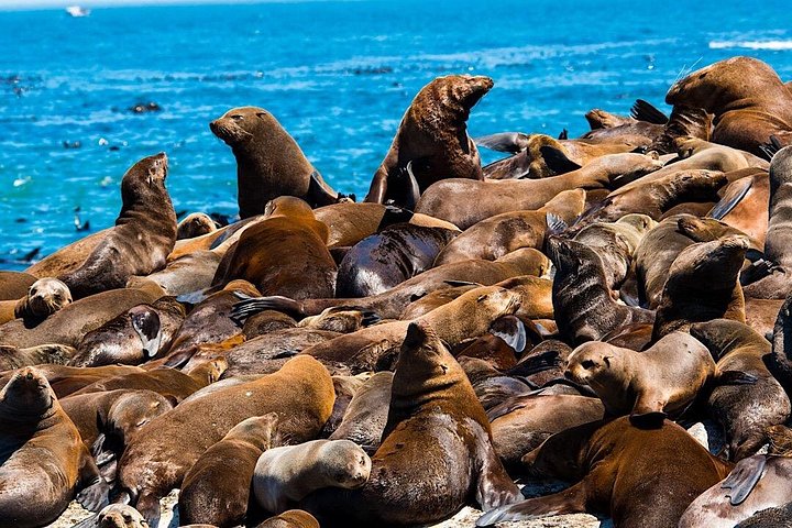 Liten gruppe luksustur til Cape of Good Hope, Boulders Beach pingviner og Bo-Kaap i Cape Town, foto 35 | wizardtrip