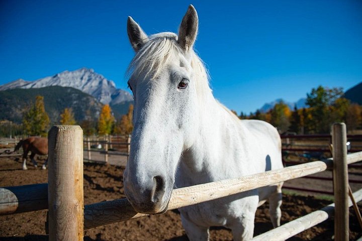 Koetsrit en western cookout ervaring in Banff, Canada, foto 14 | wizardtrip