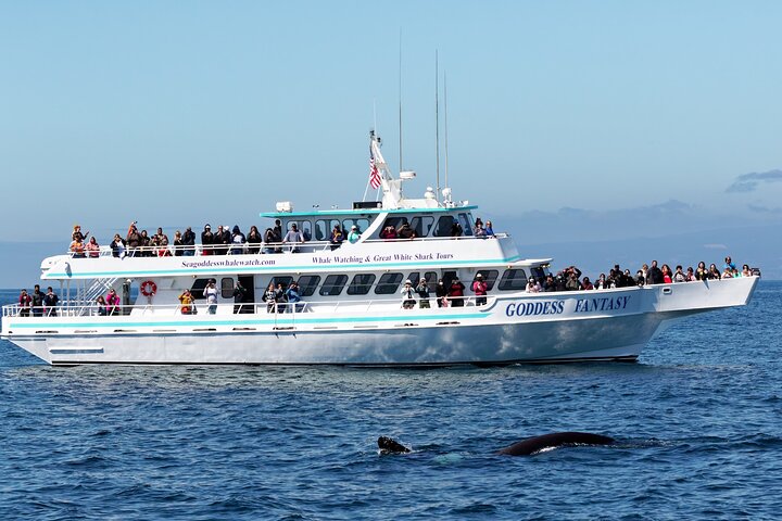 Valfångst i Monterey Bay | Sea Goddess Whale Watching | wizardtrip