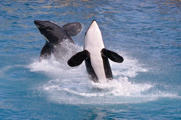 Whale watching tour in Monterey Bay, California, spotting various marine life like whales and dolphins, photo 6 | wizardtrip