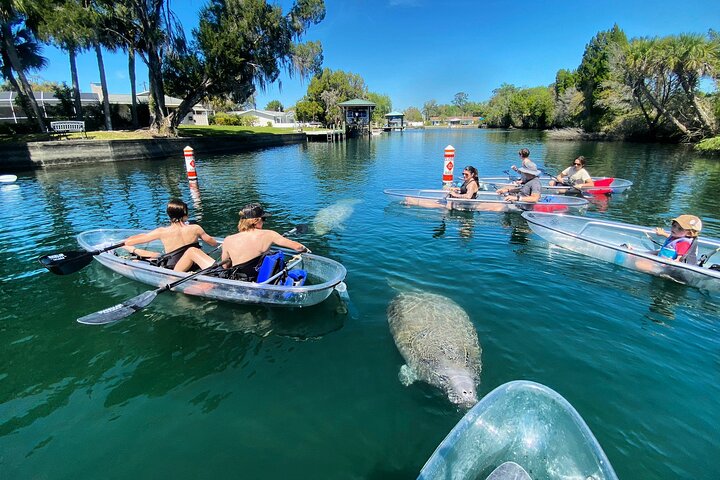 Crystal River Clear Kayak Tour: Three Sisters Springs & Manatees | wizardtrip