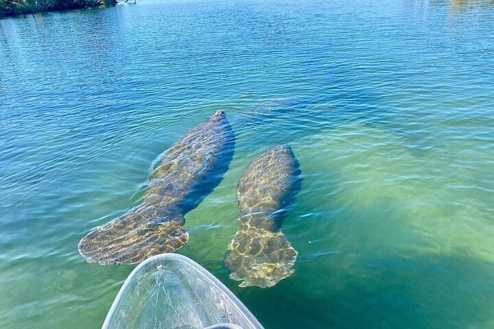 Klar kajakktur i Crystal River, Florida, som utforsker kilder og observerer manater, foto 9 | wizardtrip