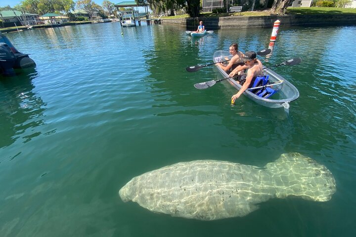Klar kajakktur i Crystal River, Florida, som utforsker kilder og observerer manater, foto 11 | wizardtrip