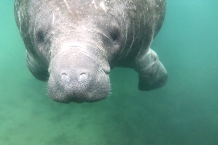 Klar kajakktur i Crystal River, Florida, som utforsker kilder og observerer manater, foto 12 | wizardtrip