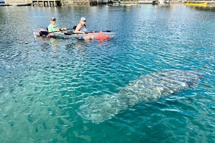 Klar kajakktur i Crystal River, Florida, som utforsker kilder og observerer manater, foto 13 | wizardtrip