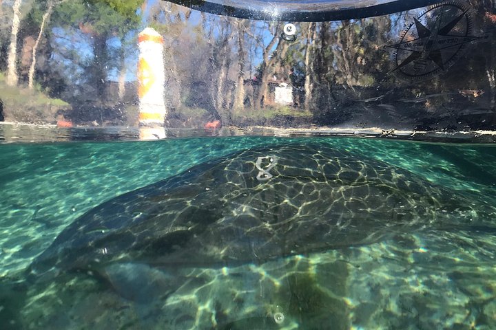 Klar kajakktur i Crystal River, Florida, som utforsker kilder og observerer manater, foto 14 | wizardtrip