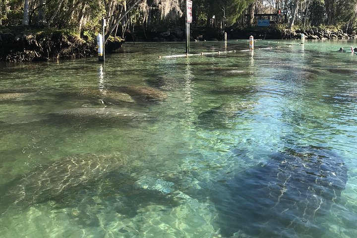 Klar kajakktur i Crystal River, Florida, som utforsker kilder og observerer manater, foto 16 | wizardtrip