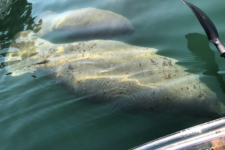 Klar kajakktur i Crystal River, Florida, som utforsker kilder og observerer manater, foto 17 | wizardtrip