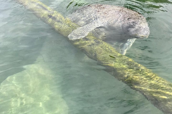 Klar kajakktur i Crystal River, Florida, som utforsker kilder og observerer manater, foto 18 | wizardtrip