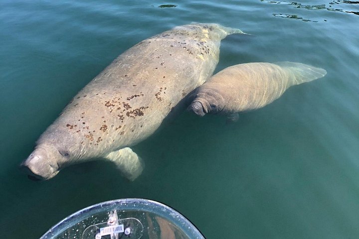 Klar kajakktur i Crystal River, Florida, som utforsker kilder og observerer manater, foto 19 | wizardtrip