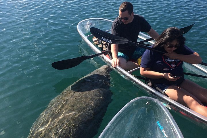 Klar kajakktur i Crystal River, Florida, som utforsker kilder og observerer manater, foto 20 | wizardtrip