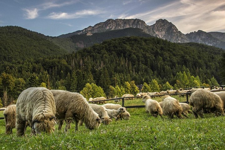 Tour panorâmico de Zakopane e das Montanhas Tatra a partir de Cracóvia, com teleféricos, aldeias tradicionais e degustação de queijo local, foto 35 | wizardtrip