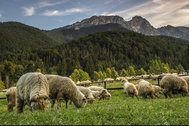 Heldagstur från Krakow till Zakopane, med Tatrabergen, termalbad och lokal kultur, foto 21 | wizardtrip