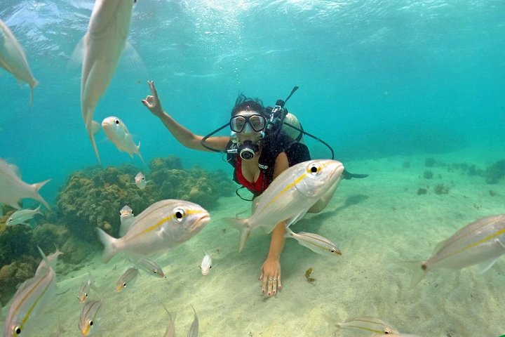 Plongée à Maracajaú (catamaran inclus) - Au départ de Natal | wizardtrip