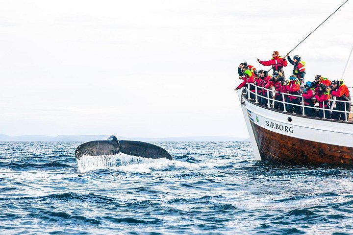 Walvissentour vanuit Húsavík op een traditionele eikenhouten boot in IJsland, foto 6 | wizardtrip