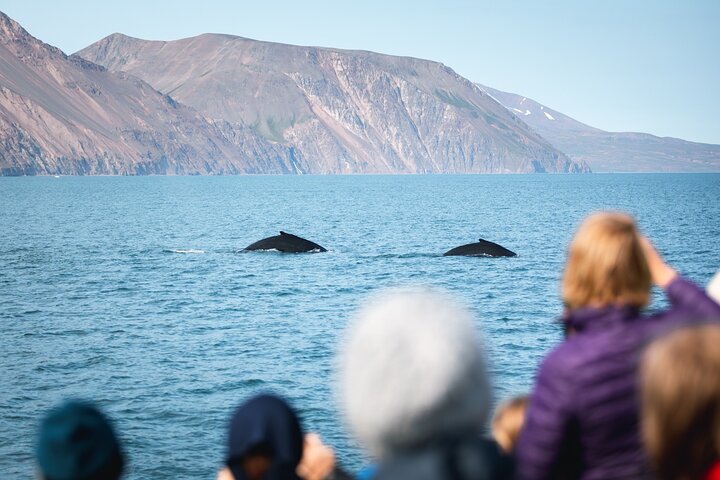 Walvissentour vanuit Húsavík op een traditionele eikenhouten boot in IJsland, foto 9 | wizardtrip