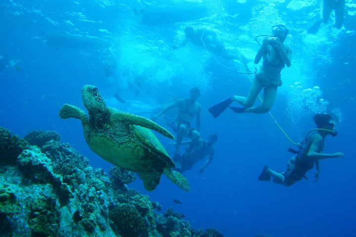 Maui: Schnorcheln bei Molokini und Turtle Town an Bord der Pride of Maui | wizardtrip
