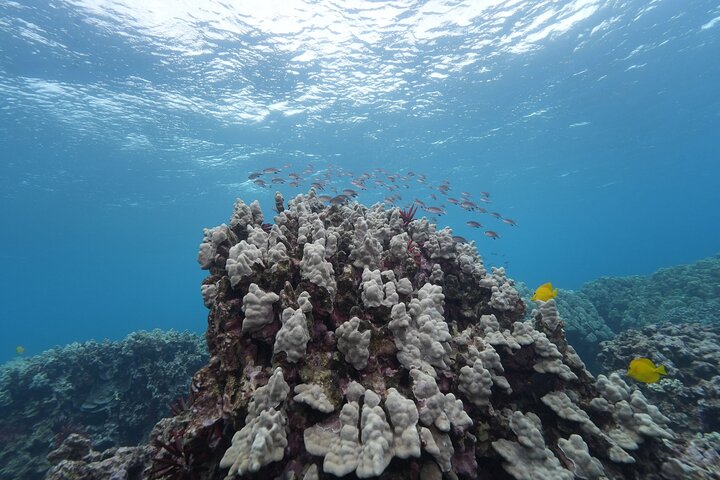 Tour de snorkel en yate de lujo en Maui, visitando el Cráter Molokini y nadando con tortugas, foto 7 | wizardtrip