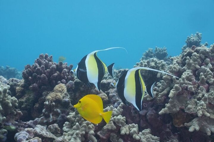 Tour de snorkel en yate de lujo en Maui, visitando el Cráter Molokini y nadando con tortugas, foto 9 | wizardtrip