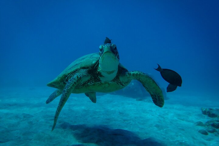 Tour de snorkel en yate de lujo en Maui, visitando el Cráter Molokini y nadando con tortugas, foto 12 | wizardtrip