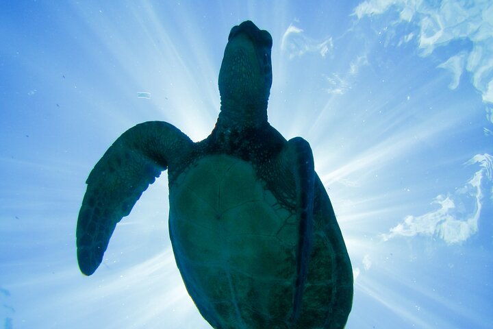 Tour de snorkel en yate de lujo en Maui, visitando el Cráter Molokini y nadando con tortugas, foto 13 | wizardtrip