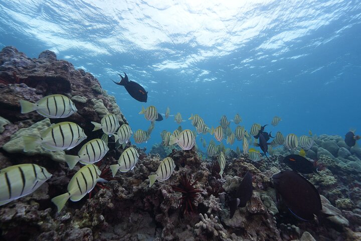 Tour de snorkel en yate de lujo en Maui, visitando el Cráter Molokini y nadando con tortugas, foto 20 | wizardtrip