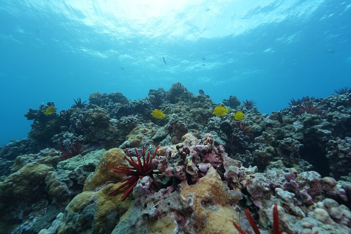 Tour de snorkel en yate de lujo en Maui, visitando el Cráter Molokini y nadando con tortugas, foto 23 | wizardtrip