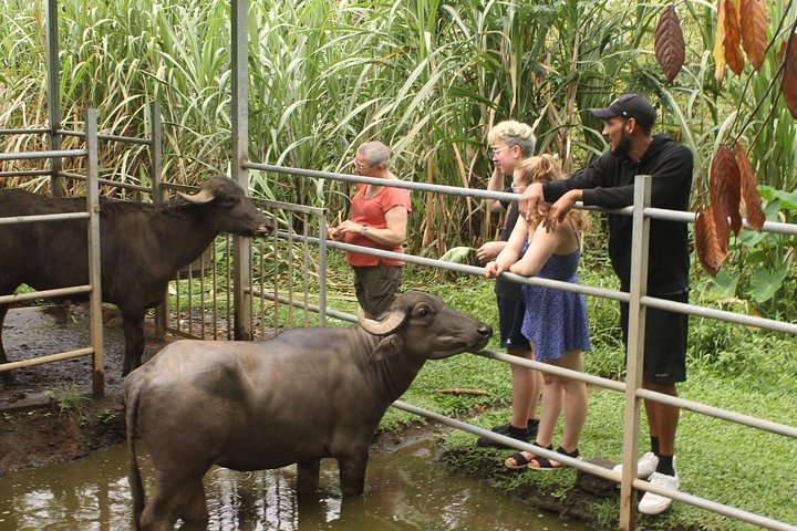 Spennende raftingeventyr på Balsa-elven i La Fortuna, Costa Rica, med dyreliv og vulkanutsikt, foto 14 | wizardtrip