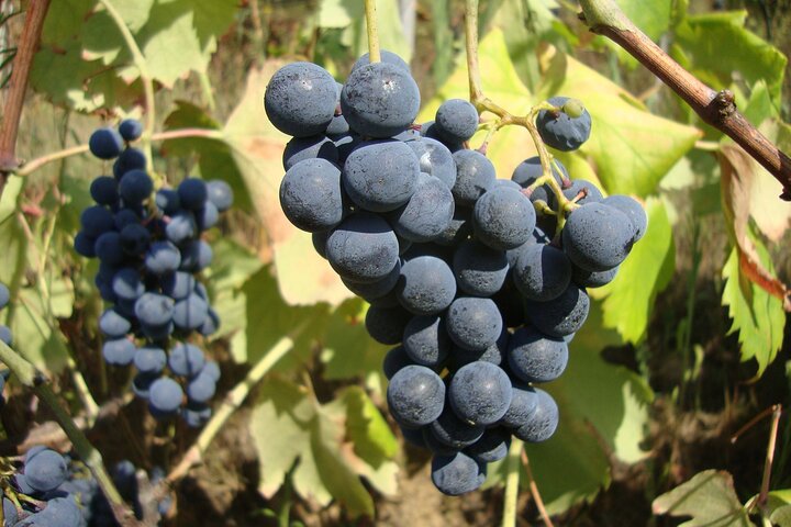 Tur i liten grupp som utforskar Dourodalens vingårdar och vinerier från Porto, foto 20 | wizardtrip