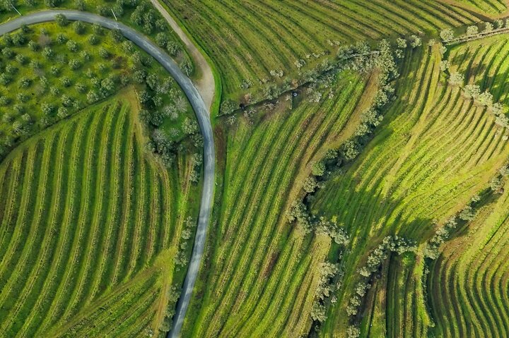 Tur i liten grupp som utforskar Dourodalens vingårdar och vinerier från Porto, foto 37 | wizardtrip