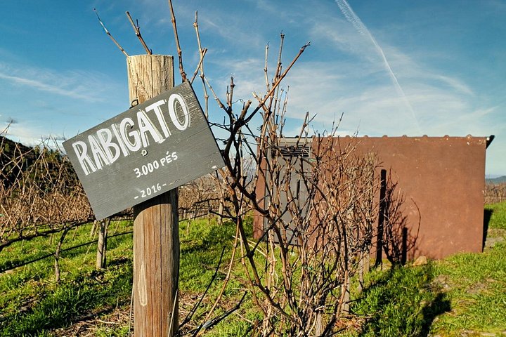Tur i liten grupp som utforskar Dourodalens vingårdar och vinerier från Porto, foto 38 | wizardtrip