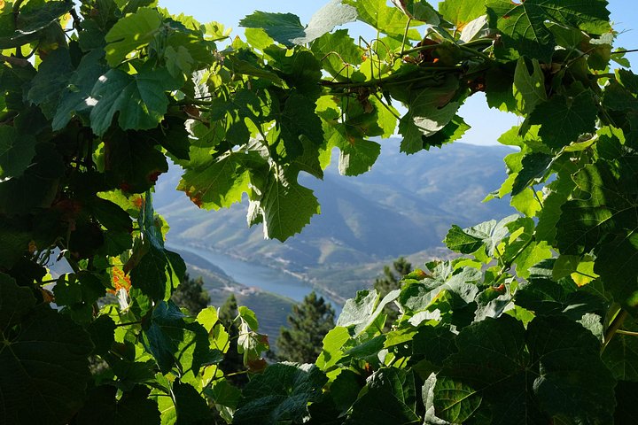 Tur i liten grupp som utforskar Dourodalens vingårdar och vinerier från Porto, foto 40 | wizardtrip