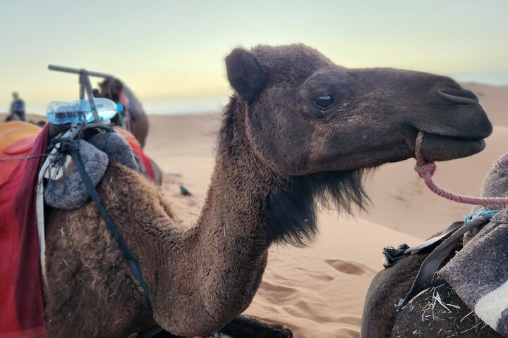 Excursión compartida de 3 días de Marrakech a Fez con experiencia de campamento en el desierto, foto 8 | wizardtrip