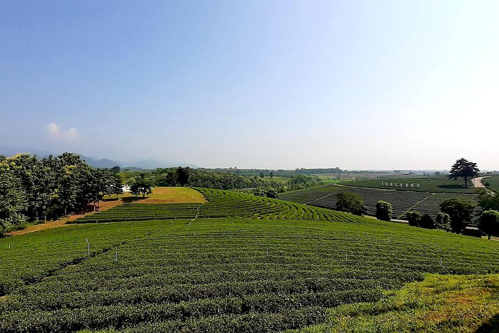 Sightseeingtour Chiang Rai met de Witte Tempel, Blauwe Tempel, Gouden Driehoek en theeplantages, foto 10 | wizardtrip
