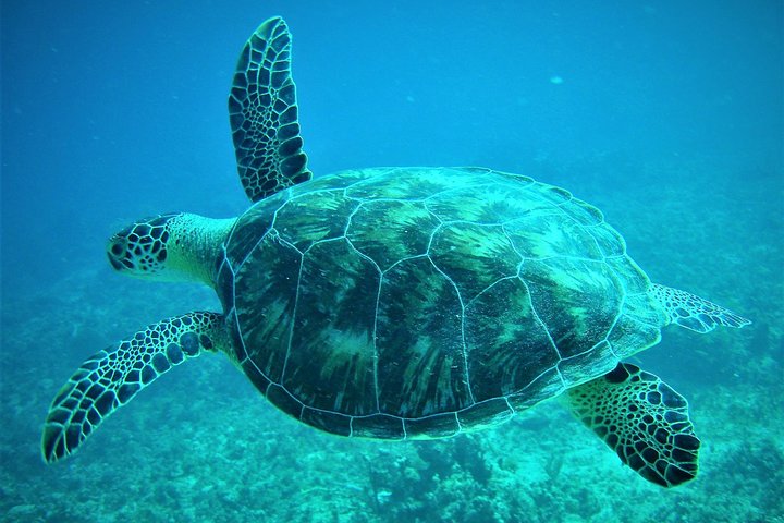 Aventure 4h - 3 Îles - Snorkeling & Plage avec le Capitaine Alan | wizardtrip