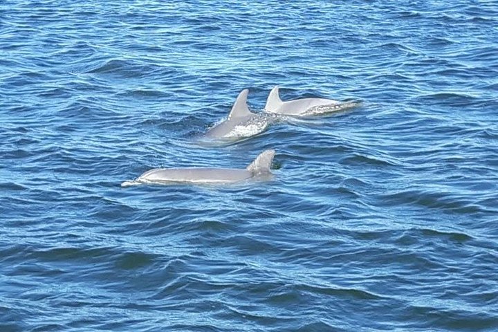 Delfiner simmar i det klara vattnet i Orange Beach under en ekotur, foto 6 | wizardtrip