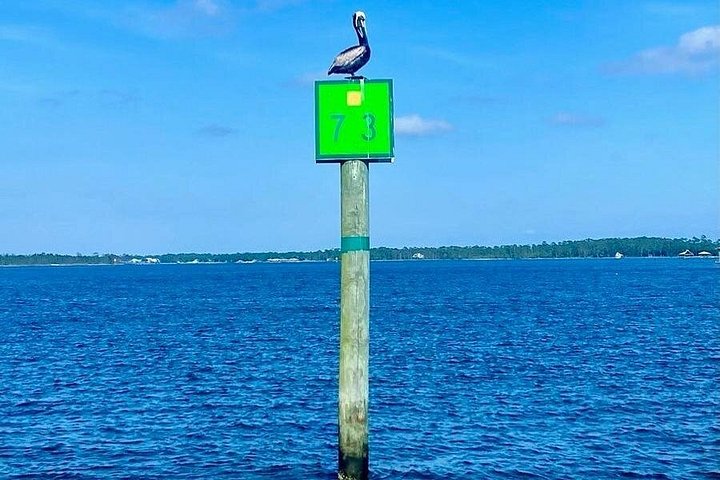 Delfiner simmar i det klara vattnet i Orange Beach under en ekotur, foto 7 | wizardtrip