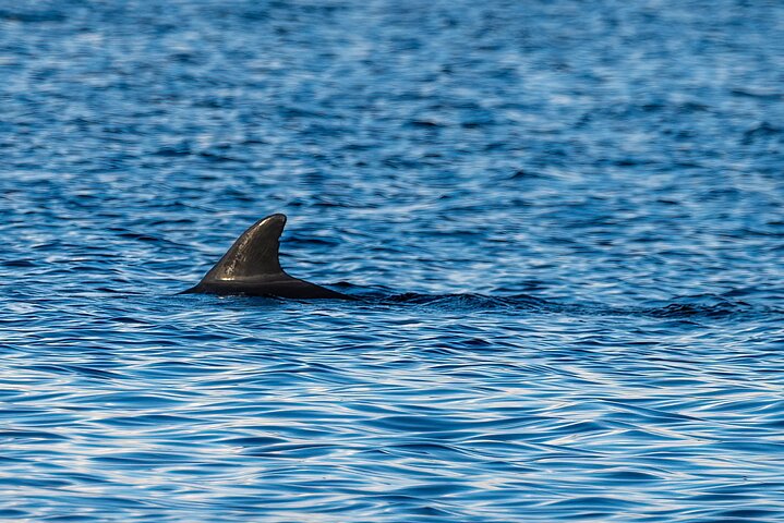 Nyt et solnedgangs-delfin- og naturcruise på en pontongbåt i Orange Beach, Alabama, foto 7 | wizardtrip