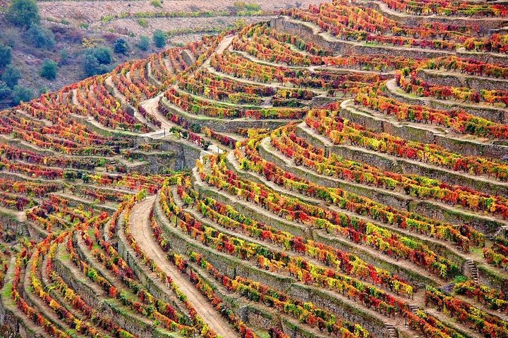 Valle del Duero: Cata de Vinos, Crucero y Almuerzo desde Oporto | wizardtrip